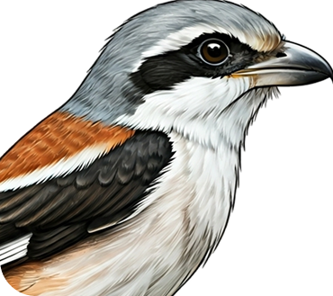 Shrike